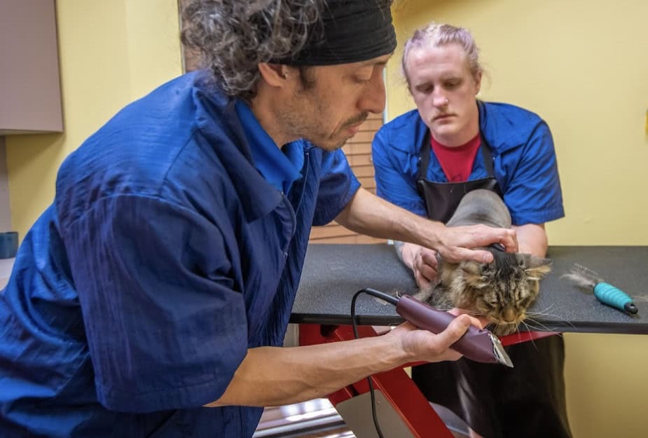 TANDEM Cat two-person cat grooming method with coordinated feline handling by two groomers