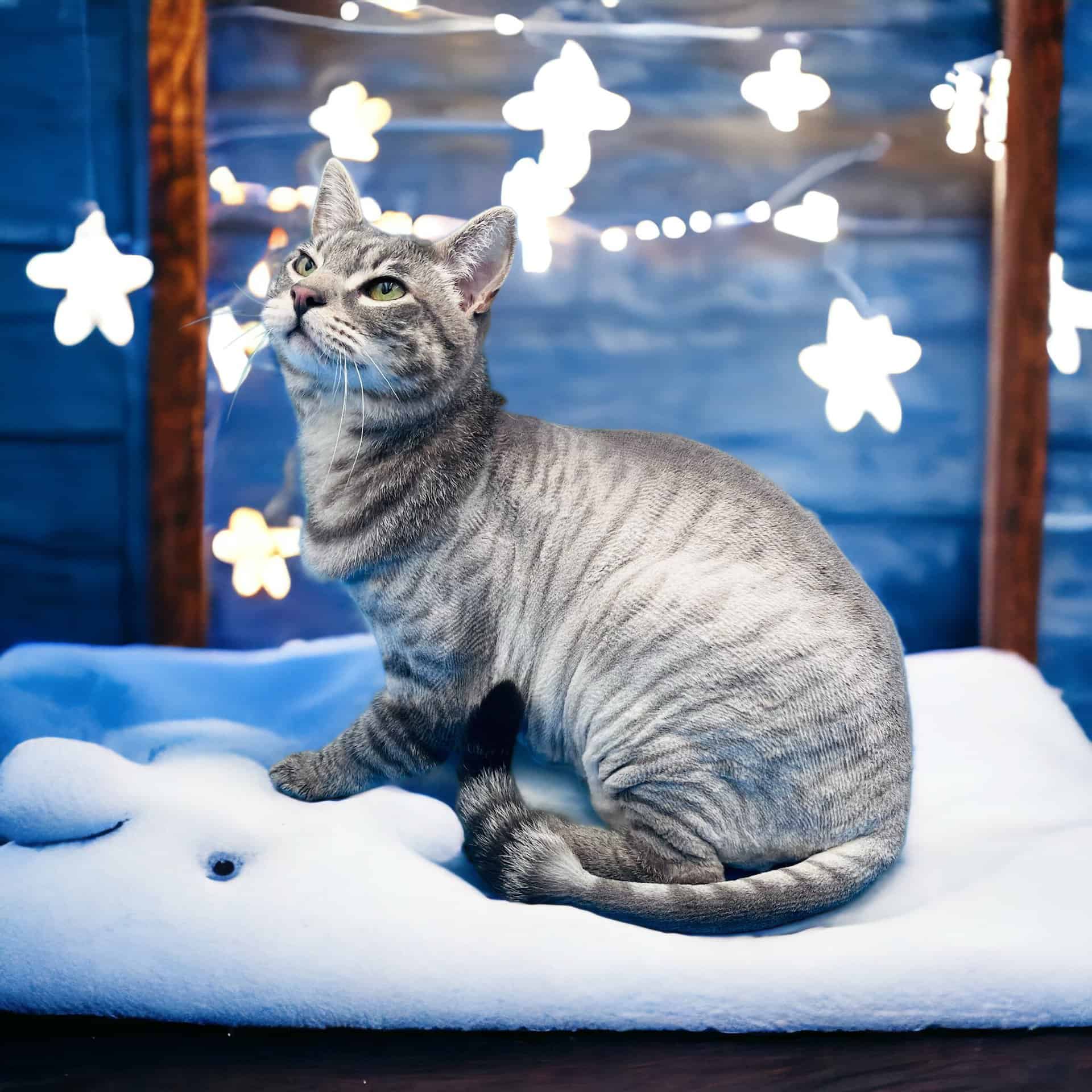 PhotoRoom_20231202_131210